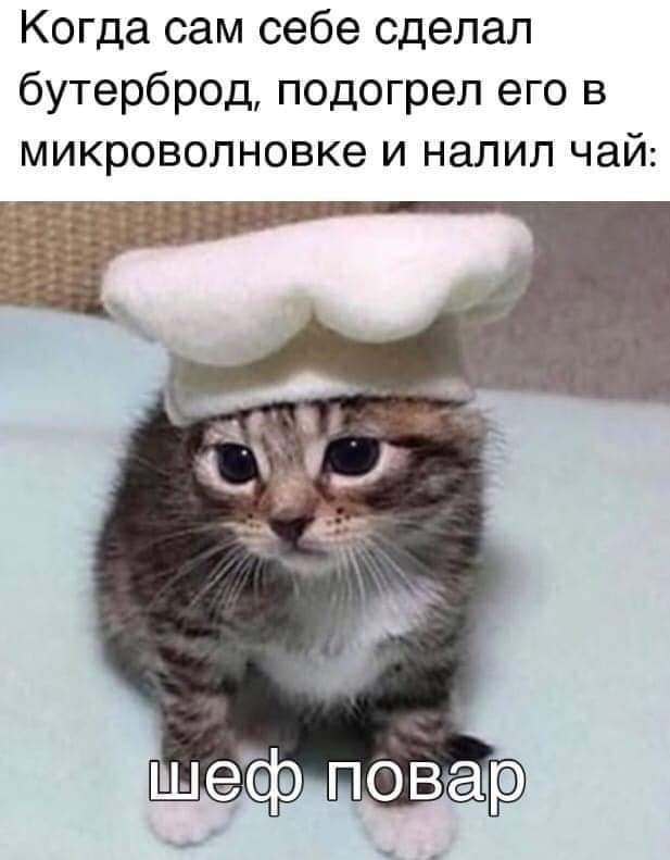 Chef - cat, Picture with text