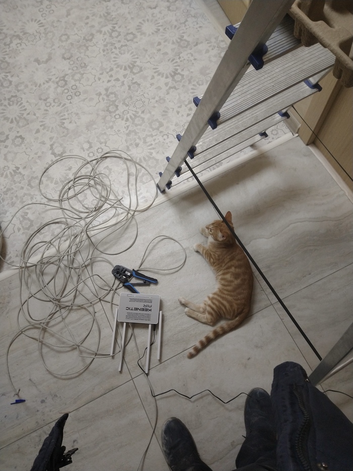 Интернет для полосатого