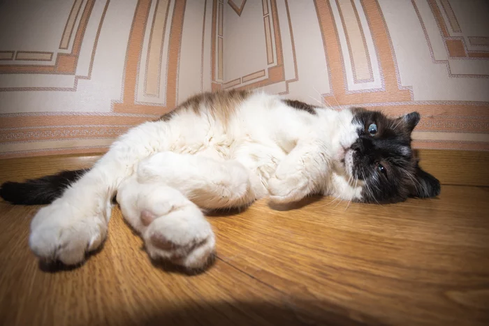 Fluffy old lady - Longpost, The photo, Snowshoe, cat, My