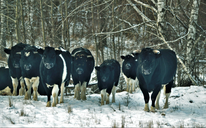 В Чернобыльском заповеднике обнаружили большое стадо диких коров Украина, Чернобыль, Дикие животные, Корова, Длиннопост