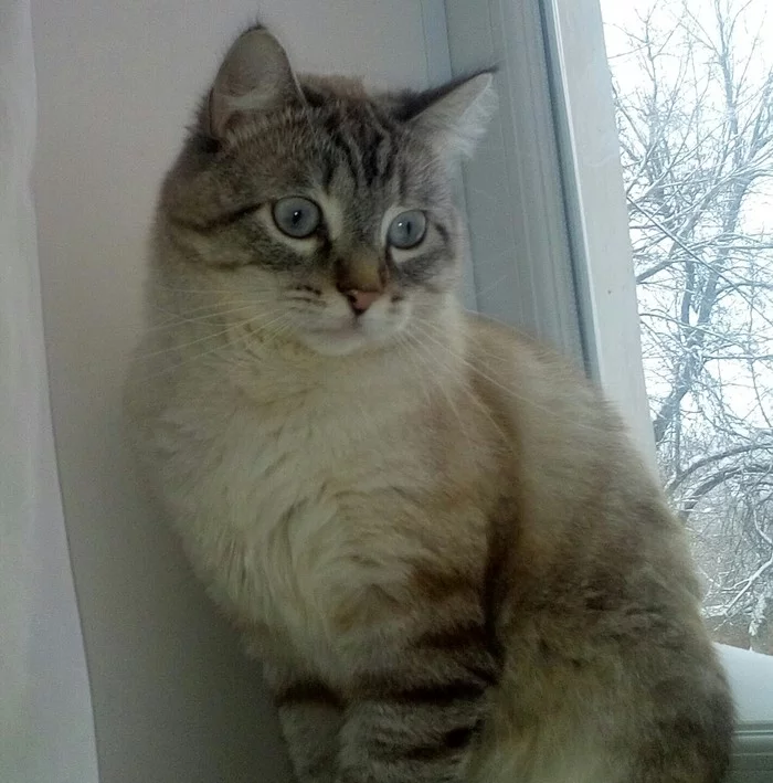 Simply beautiful - My, cat, My name is Vityok