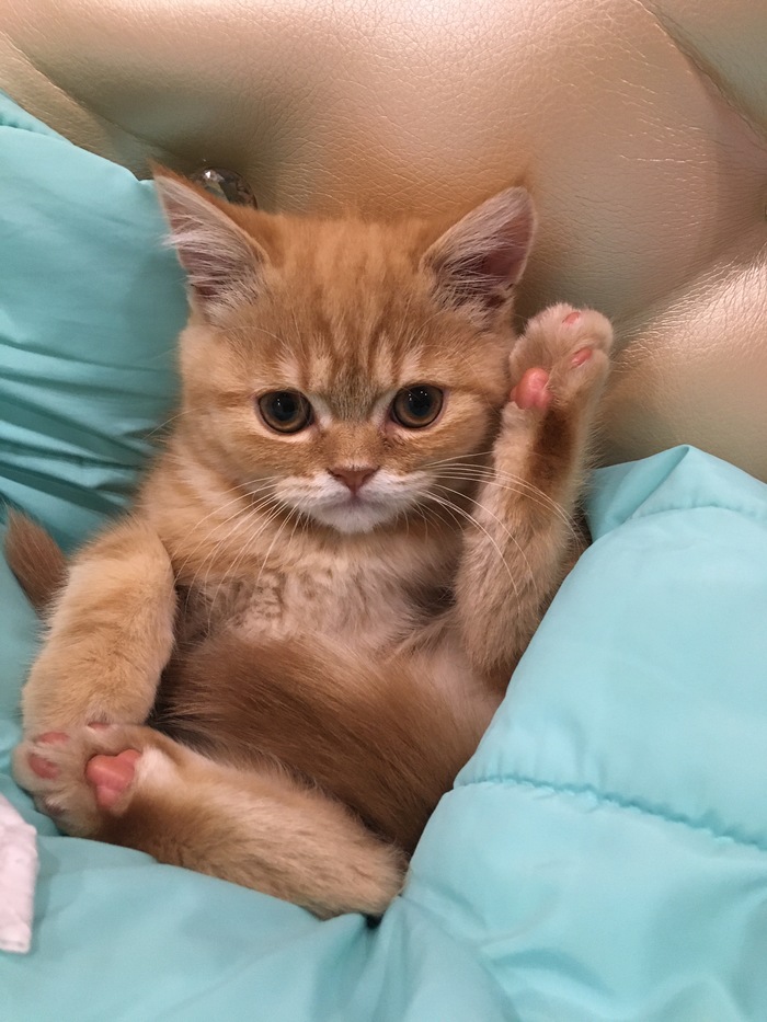 ������ ����