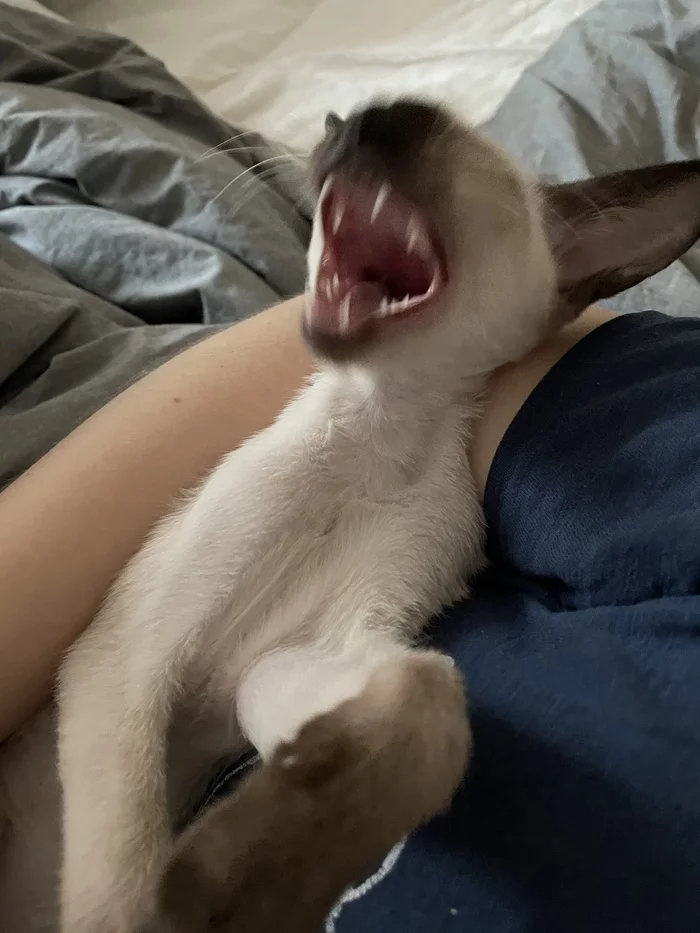 I'll destroy you man - My, Kittens, Siamese cat, Oriental cats, Yawn, Pets, cat, Pet, Animals, Milota