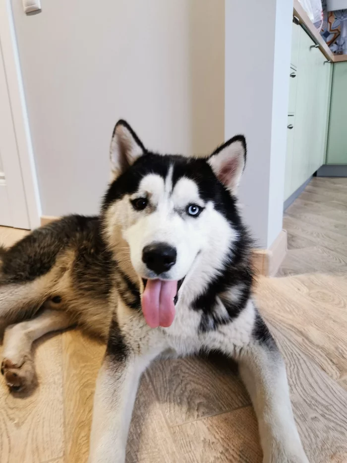 Husky found - My, Dog, Lost, Husky, Longpost, Found a dog, Imeretinka, Adler, Help, No rating