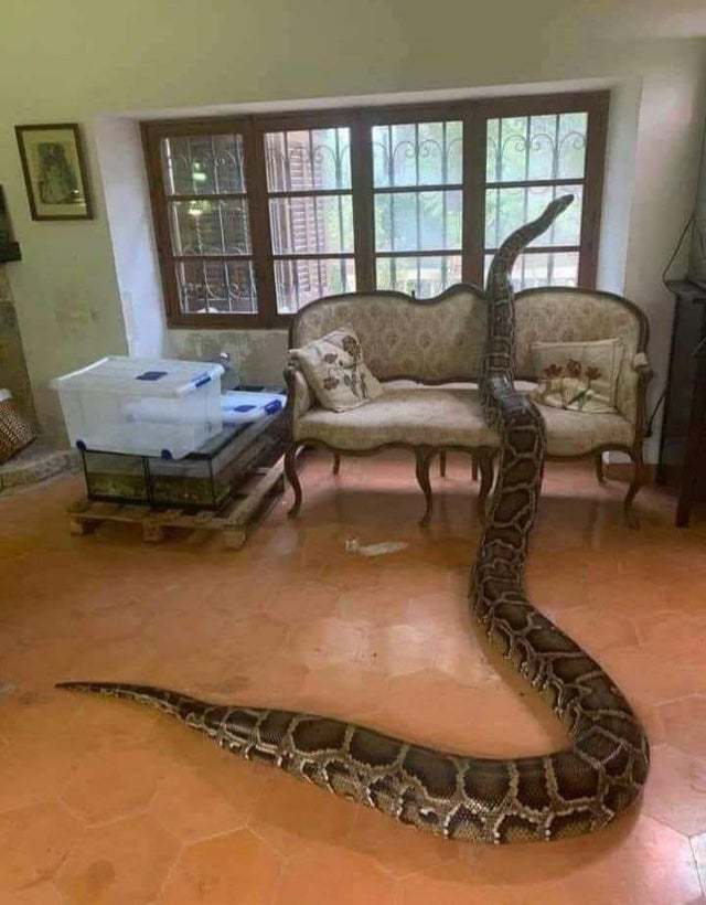 Isn't it wonderful when you come home and your pet is looking out the window and waiting for you? - Snake, Python, The photo, Pets, Tiger Python