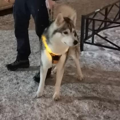 Dog found, St. Petersburg (owner found) - Lost, Husky, Saint Petersburg, Dog, No rating, Longpost, Found a dog