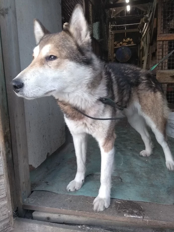 Owner respond!!! Dog found [Owner found] - Dog, Found a dog, Lost, Leningrad region, No rating, Longpost
