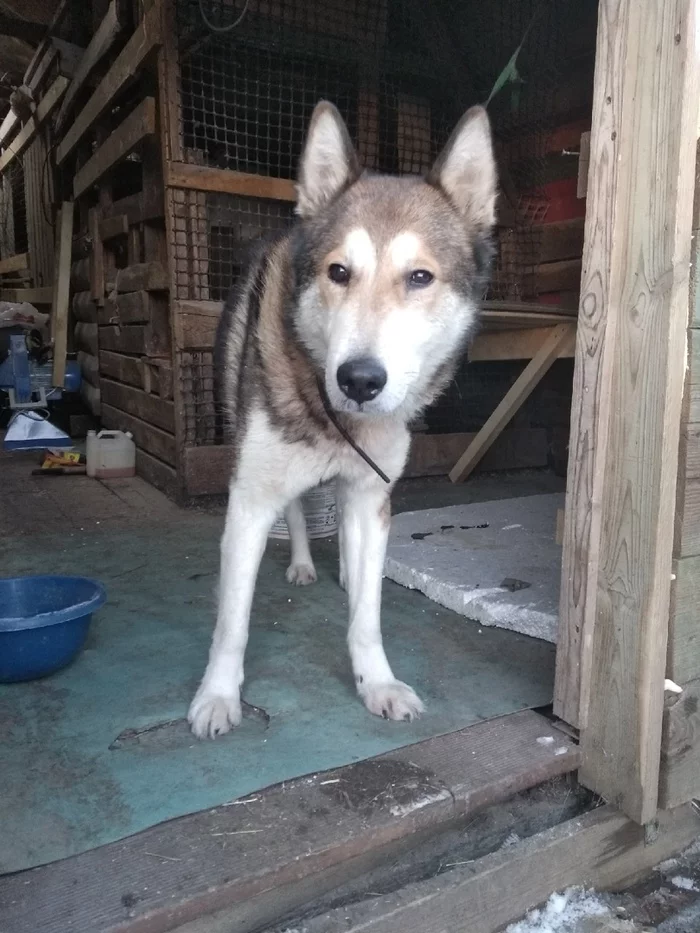 Owner respond!!! Dog found [Owner found] - Dog, Found a dog, Lost, Leningrad region, No rating, Longpost
