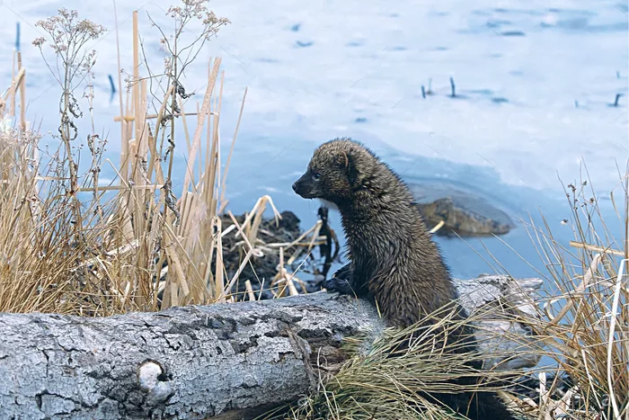 Ilka: several interesting features from the life of the fishing marten - Animals, Marten, Yandex Zen, Longpost