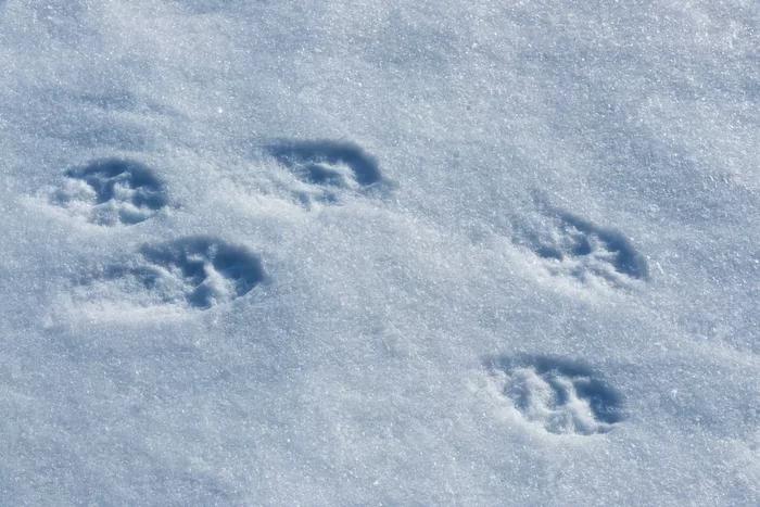 Ilka: several interesting features from the life of the fishing marten - Animals, Marten, Yandex Zen, Longpost