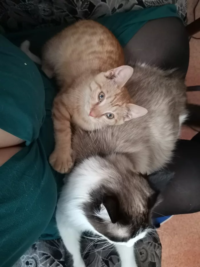 Приручение дикого котёнка, часть вторая - Моё, Кот, Воспитание, Приручение, Длиннопост