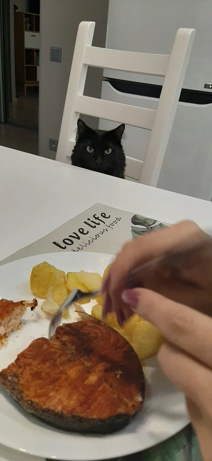 Bon appetit, honey - My, cat, Black cat, Dinner, Bon Appetit, Longpost