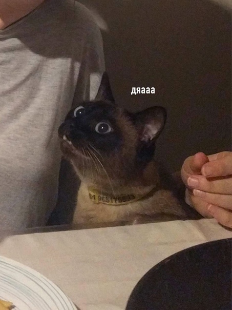 макароны с сыром чье блюдо. Смотреть фото макароны с сыром чье блюдо. Смотреть картинку макароны с сыром чье блюдо. Картинка про макароны с сыром чье блюдо. Фото макароны с сыром чье блюдо макароны с сыром чье блюдо. Смотреть фото макароны с сыром чье блюдо. Смотреть картинку макароны с сыром чье блюдо. Картинка про макароны с сыром чье блюдо. Фото макароны с сыром чье блюдо