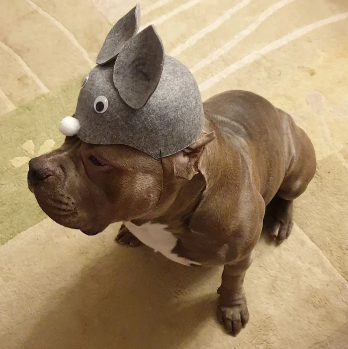 german mouse - My, American Bully, Mask, Dog, Dog days, Longpost, The photo