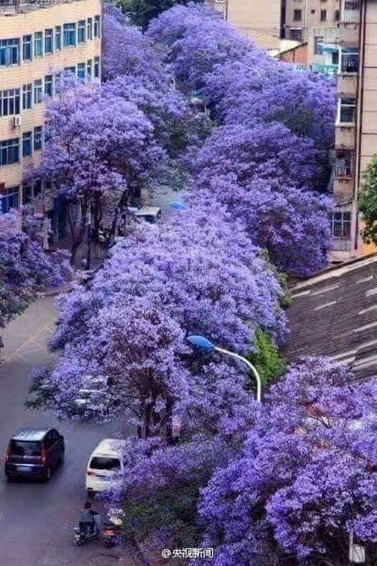 How... - JACARANDA, Tree, The photo, Bloom