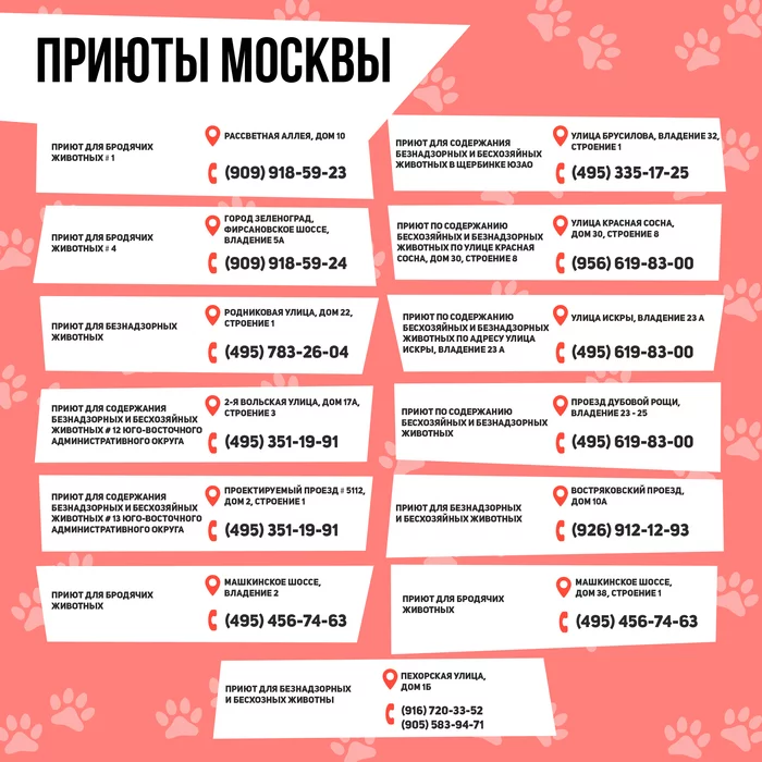 More than three thousand animals were taken from Moscow shelters in 2020 - Animals, Shelter, Moscow, cat, Longpost, Found a home, Animal shelter