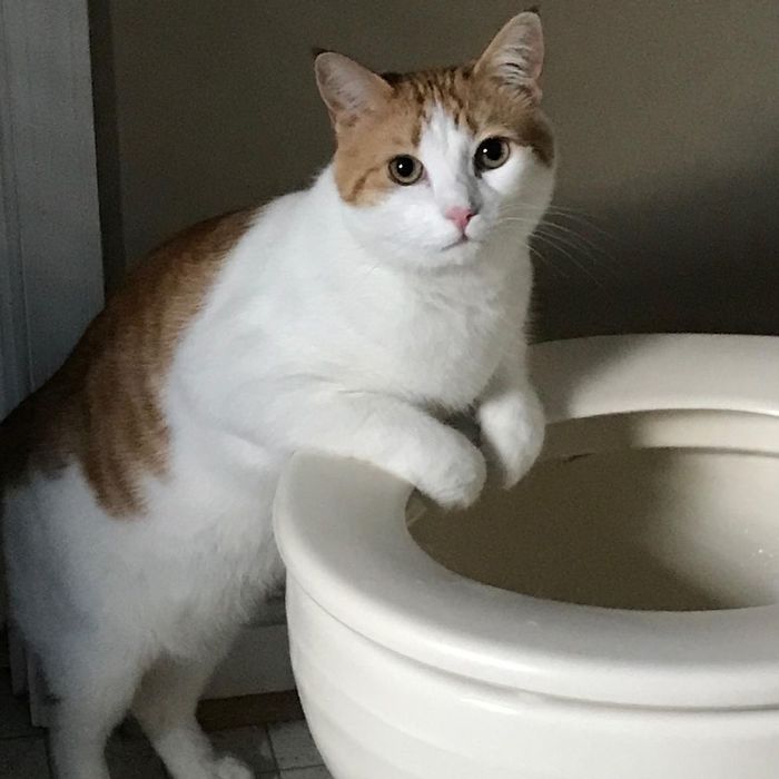 Yes, he drinks from the toilet and makes a face like it's completely normal - cat, Toilet, The photo