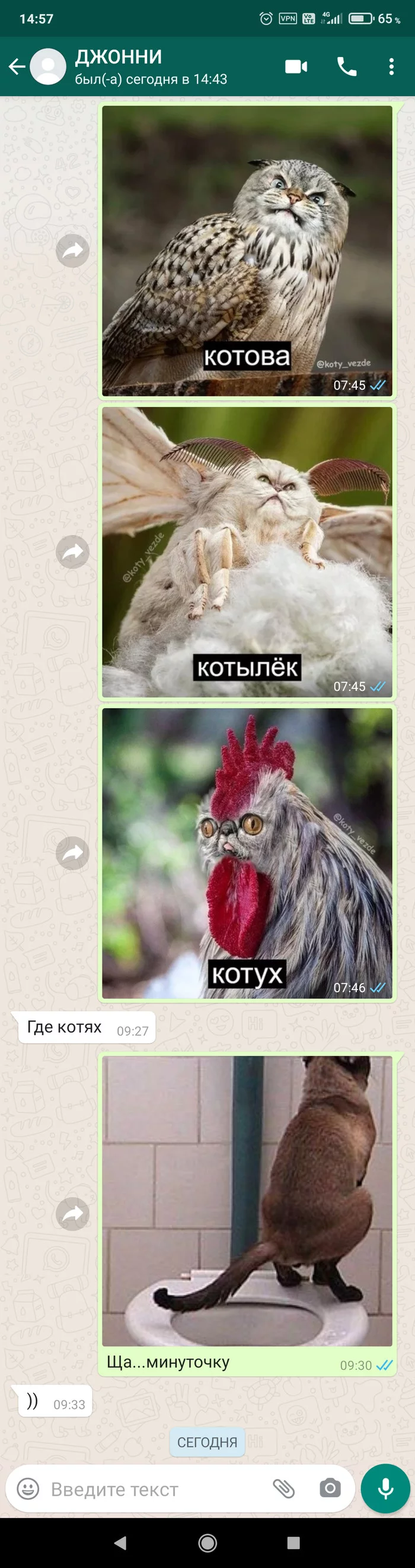 Коты везде - Моё, Whatsapp, Скриншот, Не смешно, Длиннопост, Кот