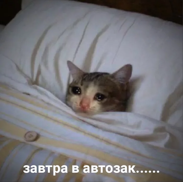 It's hard - it's hard - Rally, cat, Politics, Picture with text