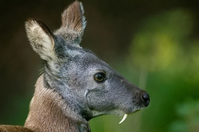 Musk deer: The Good Vampire - Animals, Musk deer, Animal book, Yandex Zen, Longpost