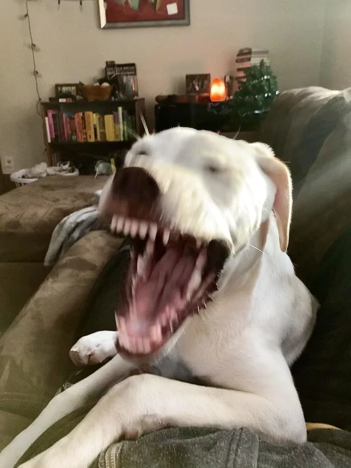 When I decided to yawn with all my heart - The photo, Animals, Dog, Yawn, To fall, Teeth