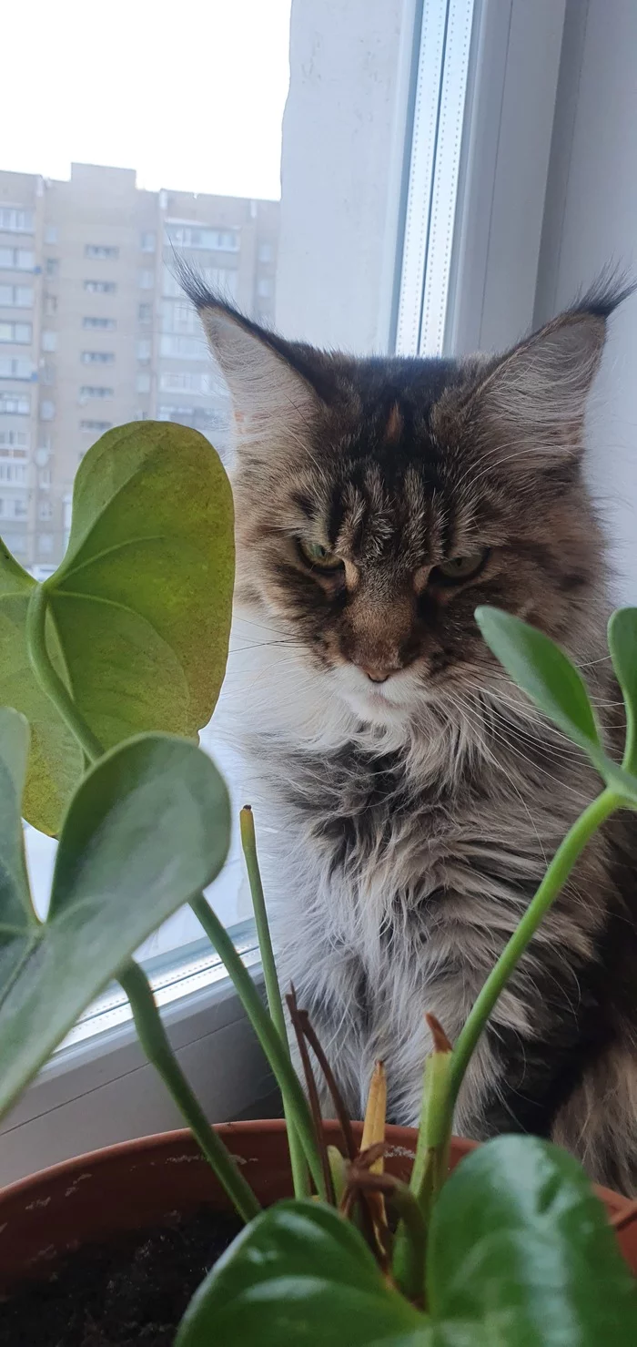 Positive cat - My, cat, Maine Coon, Pets