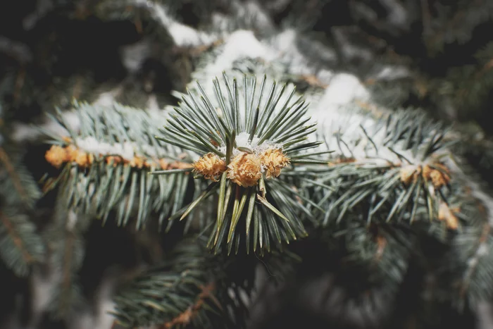 Spruce, night - My, Christmas trees, The photo, Blue Spruce, Night, Winter