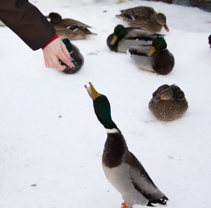 Feed the birds - My, Bird watching, Duck, Birds, The photo