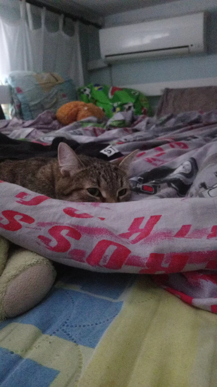 Fluffy muzzle - My, cat, Woolen, Longpost
