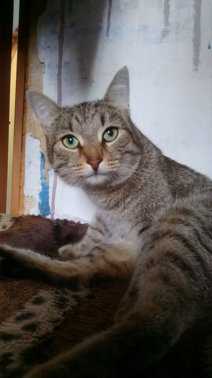 Fluffy muzzle - My, cat, Woolen, Longpost