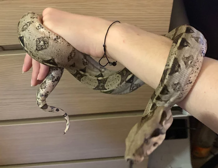 Question for snake breeders - My, Question, Snake, Molting, Help, Imperial boa constrictor, Longpost