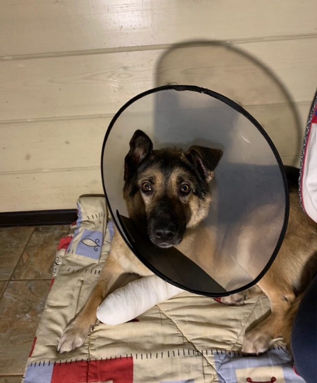 Continuation of the post “How we saved a domestic dog on New Year’s Eve, which fell into a trap and became no longer needed by the owners” - My, Dog, Kindness, New Year, Winter, Cold, Hunger, Animal Rescue, Volunteering, , Trap, Veterinary, Video, Reply to post, Longpost