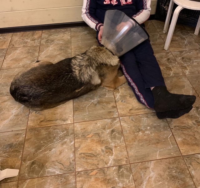 Continuation of the post “How we saved a pet dog on New Year’s Day that had fallen into a trap and was no longer needed by its owners” - My, Dog, Kindness, New Year, Winter, Cold, Hunger, Animal Rescue, Volunteering, Trap, Veterinary, Video, Reply to post, Longpost