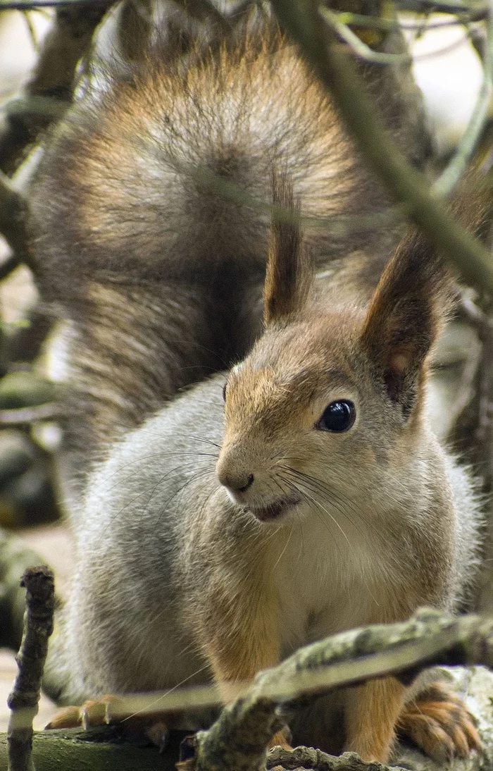 How I came to the squirrels - My, Squirrel, Animals, Rodents, Forest, Walk, Schelkovo, Photo hunting, The photo, Video, Longpost