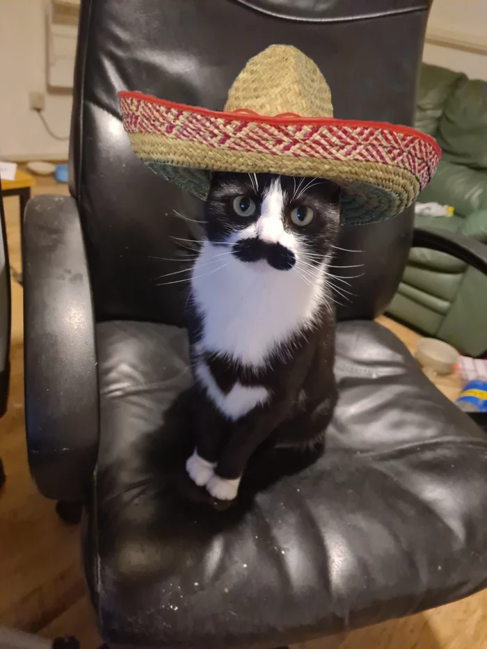 Murchacho - cat, Sombrero, Milota, Pose, Pets