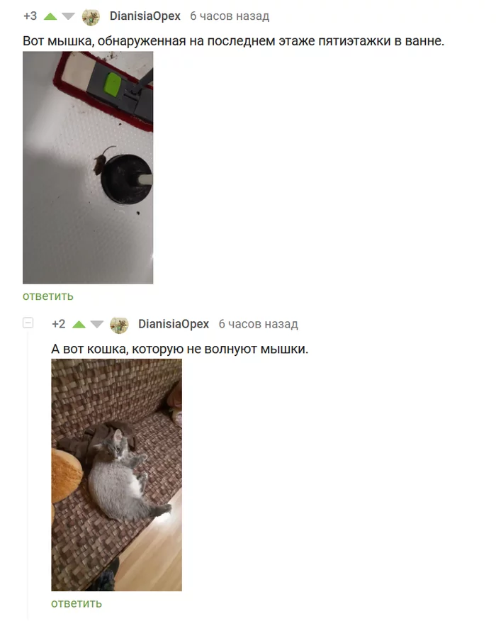 Lazy irresponsible cat - Screenshot, Comments, Comments on Peekaboo, Mouse, Laziness, cat