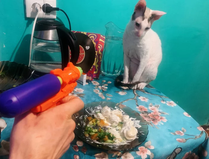 That's how we live - cat, Mobile photography, Cornish Rex