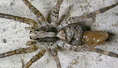 Legless #Lloth - My, Spider, Roundworms, Worm, Parasites, GIF, Mat, Longpost