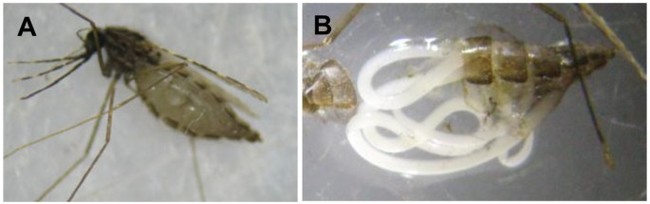 Legless #Lloth - My, Spider, Roundworms, Worm, Parasites, GIF, Mat, Longpost