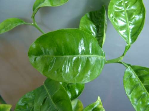 Lemon problem solved - Houseplants, Floristics, Fertilizers