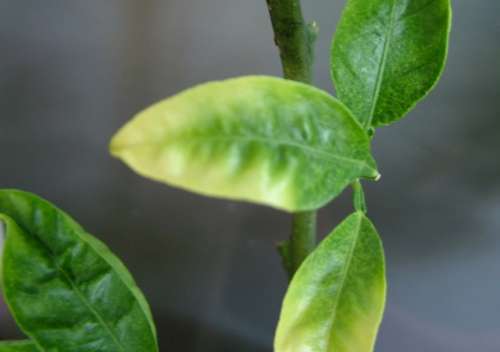 Lemon problem solved - Houseplants, Floristics, Fertilizers