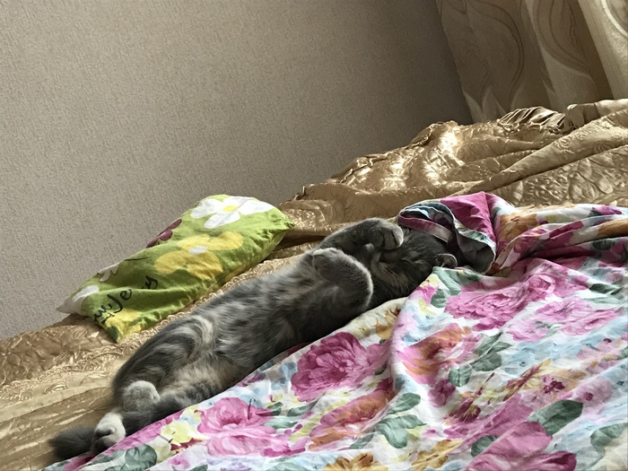 Мой красавец