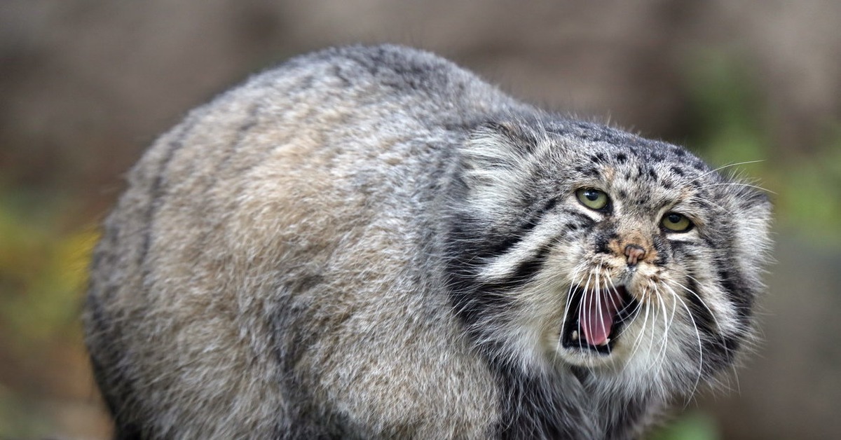 Кот манит. Манул (палласов кот). Лесной кот Манул. Сибирский дикий кот Манул. Манул Otocolobus manul.