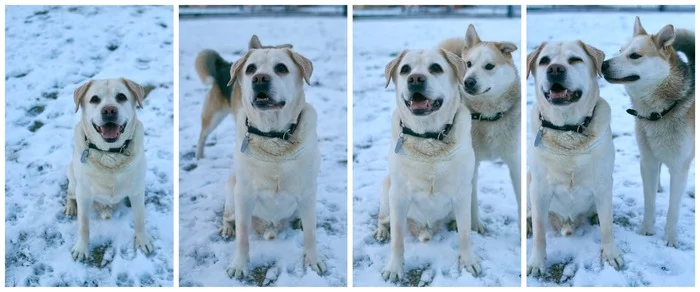 New friend)) - My, Dog, The photo, Labrador, Retriever