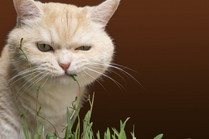 Why do cats love catnip? - cat, Cat mint, Actions, Euphoria, Animal behavior, Zoology, Insects, Neurobiology, , Interesting, Informative, Science and life