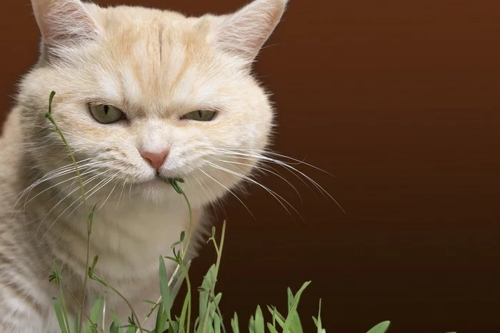 Why cats love catnip - cat, Cat mint, Actions, Euphoria, Animal behavior, Zoology, Insects, Neurobiology, Interesting, Informative, Science and life