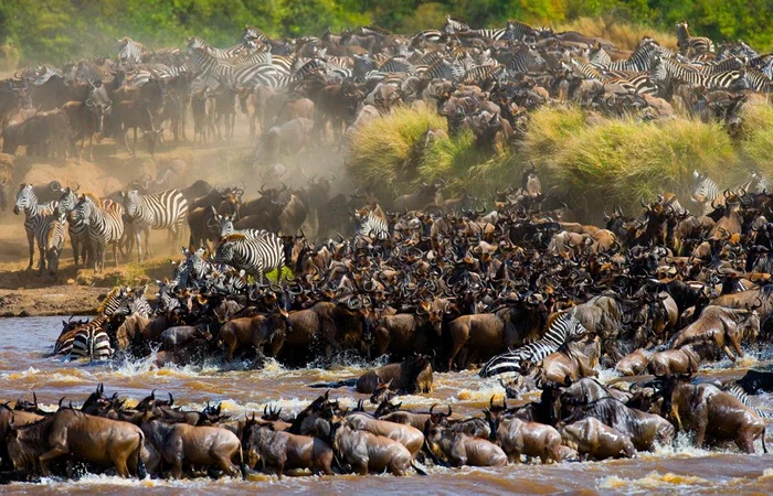 big migration - Animals, Wild animals, Migration, Africa, River, Mara, Overcoming obstacles, wildlife, , The national geographic, Food, Cruel world, Longpost