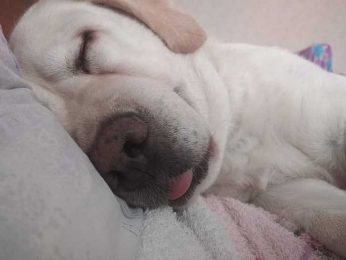 The deepest sleep... - My, Dog, Labrador, Dream