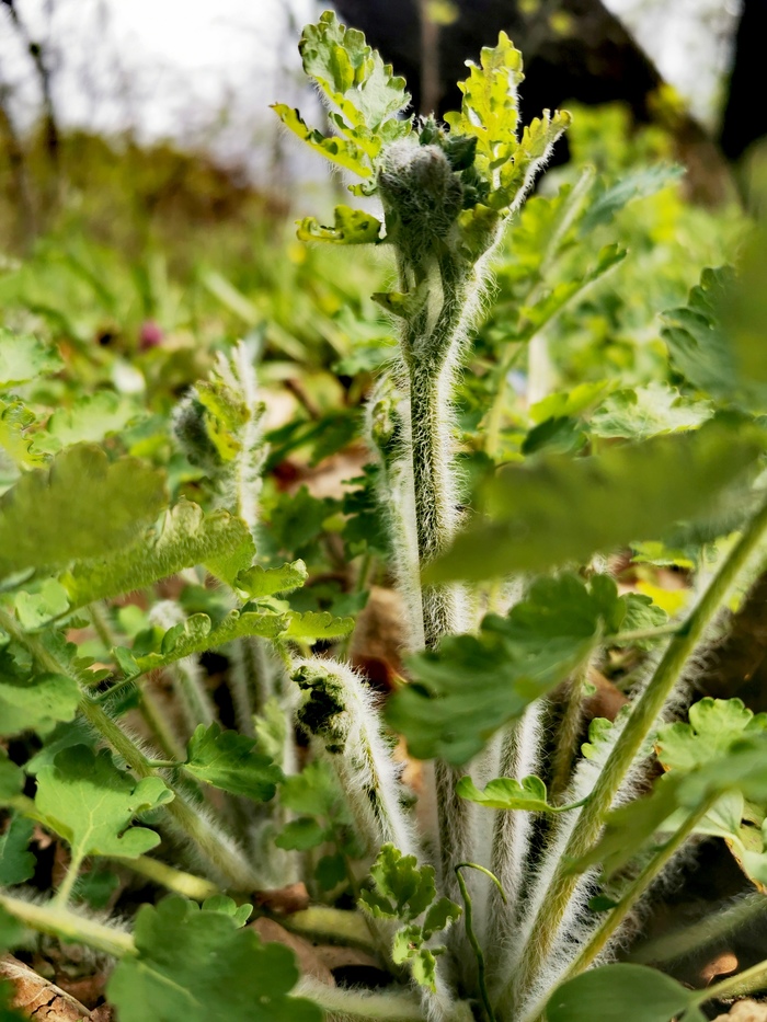 �����, 8 �����