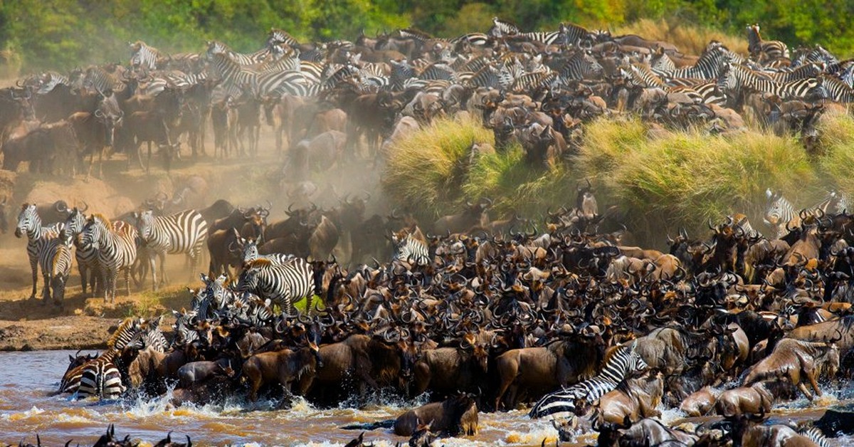 Мир гнет. Великая миграция Серенгети. Национальный парк Серенгети миграция антилоп.